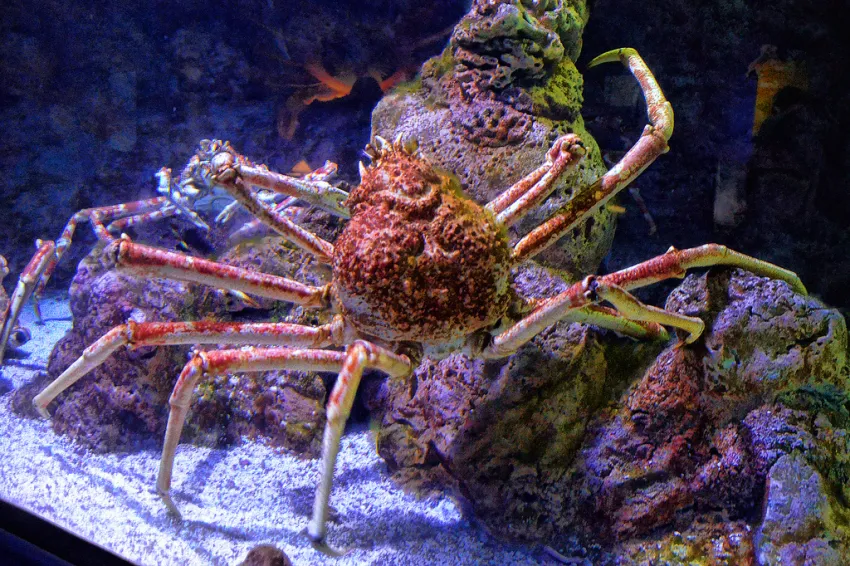 Japanese Spider Crab | Smithsonian Ocean