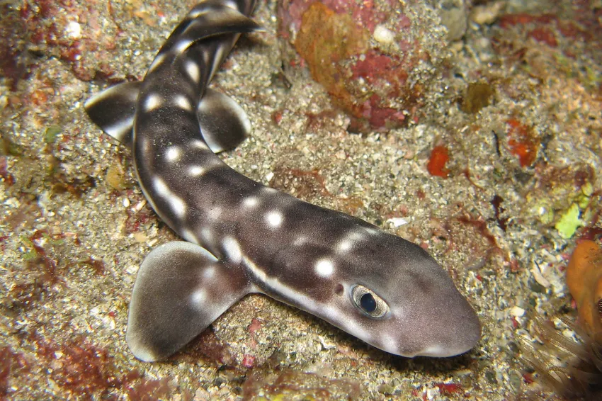 A coral catshark A coral catshark