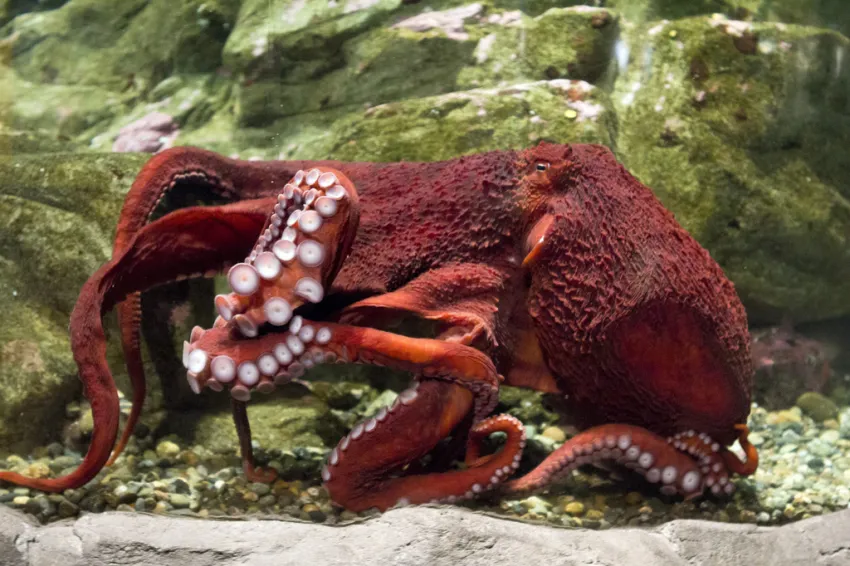 The giant pacific octopus can grow up to 600 pounds!