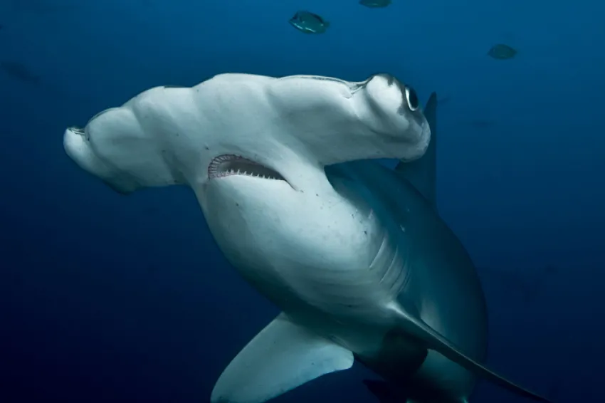 “This shark was cruising low along the reef known as Alcyone. Her left eye was glancing up toward other hammerheads when I took this shot from below.” -- Nature's Best photographer, Alan Studley.Equipment Used to Capture the Shot: Nikon D300; Tokin