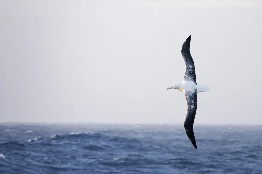 An albatross soars over the ocean.