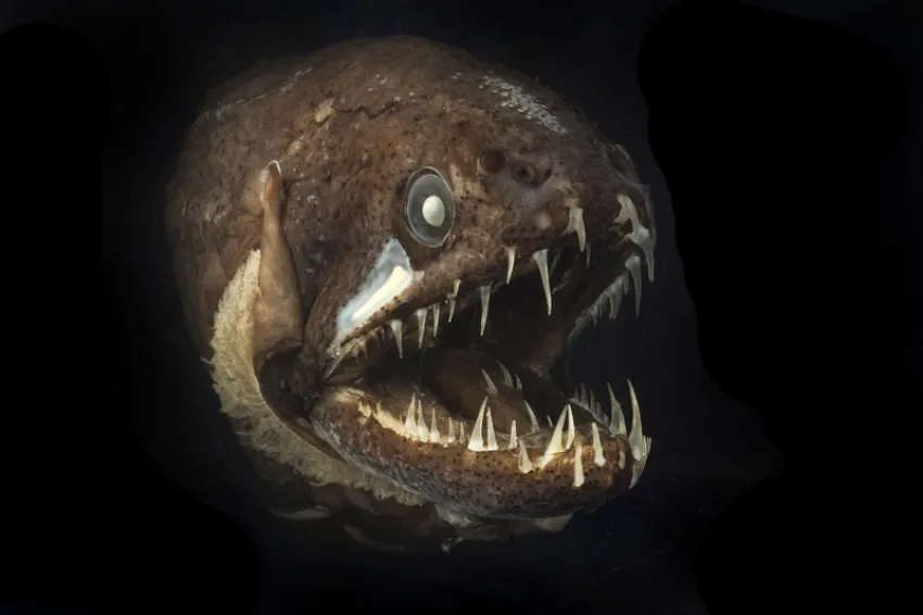Dragon fish discount