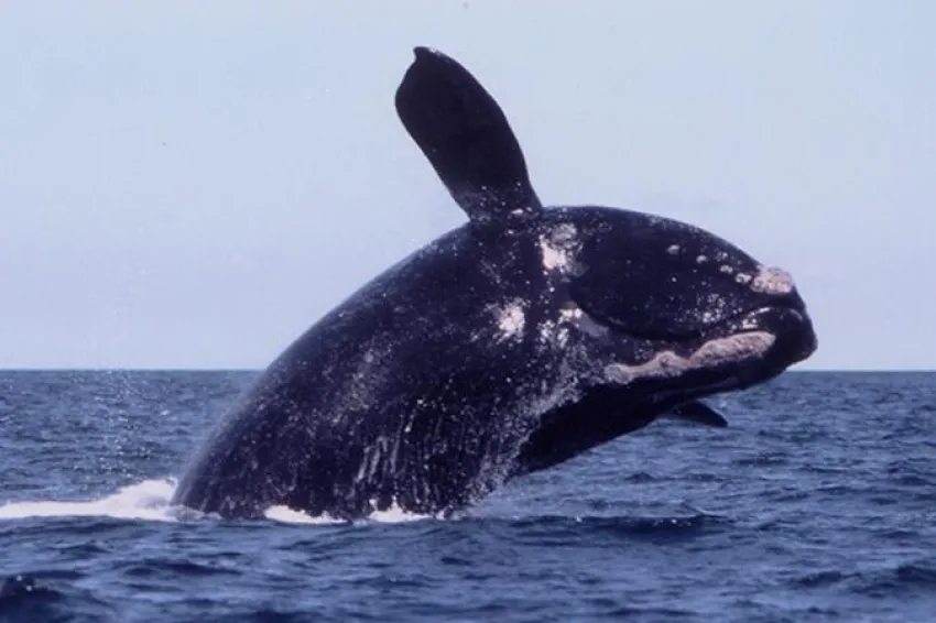 A right whale breaches, lifting its huge body out of the water.