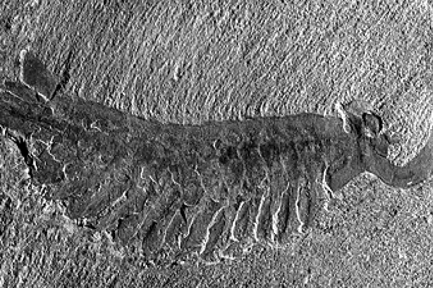 a fossilized opabinia
