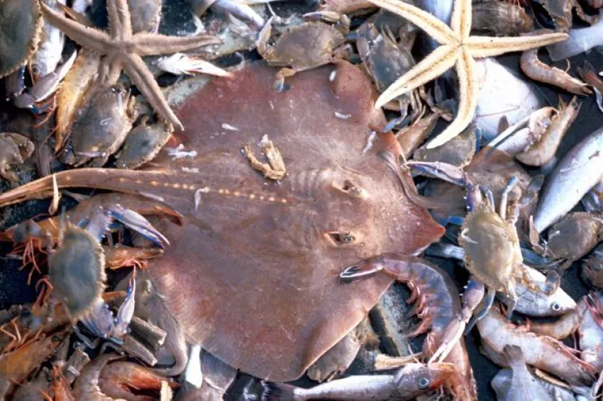 A pile of bycatch species. A pile of bycatch species.