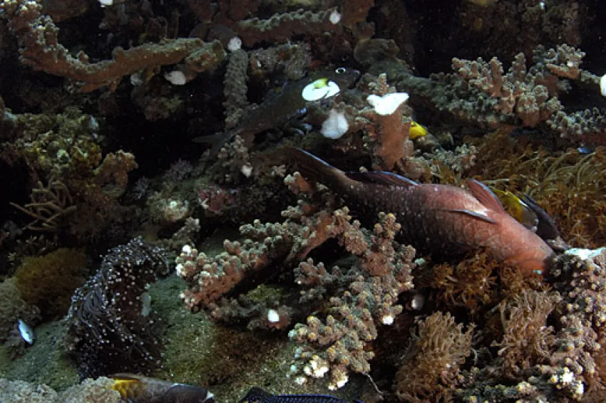 Dynamite underwater sale