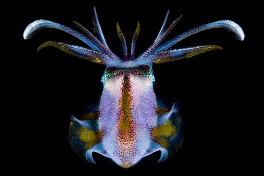 “Upon returning from the reef after a night dive, I swam toward a bright reflection and came eye-to-eye with this beautiful, curious squid.” -- Nature's Best photographer Charles Viggers.Equipment Used to Capture the Shot: Nikon D700; 105mm ƒ/2.8 lens