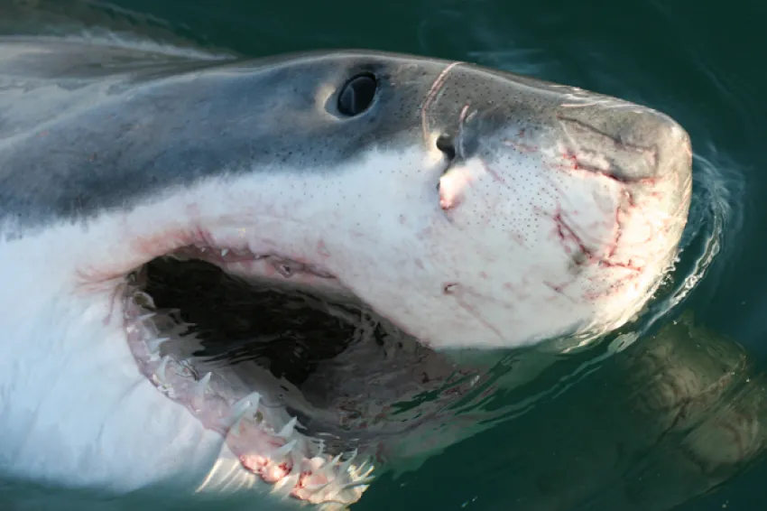 A great white shark gaping its jaws at the surface of the water; gaping is used as a form of communication in sharks