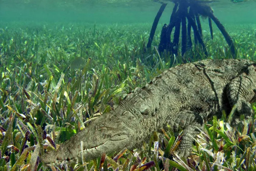 American Crocodile | Smithsonian Ocean