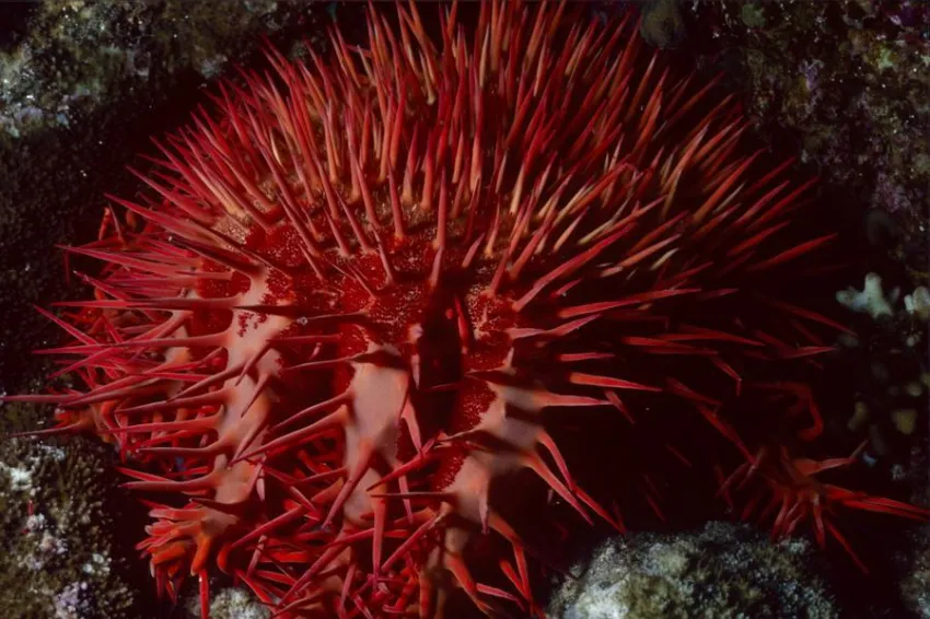 A zoomed-in image of the crown-of-thorns sea star. 