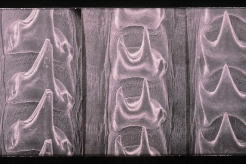 Close-up of Giant Squid’s Radula An image of a squid radula from a scanning electron micrograph.