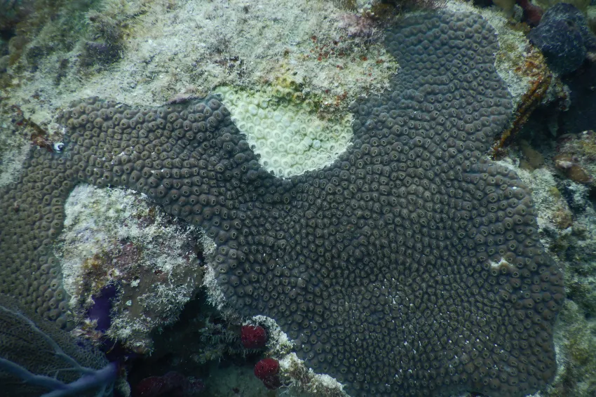 Coral showing signs of disease