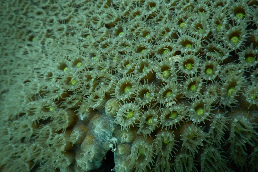 coral polyps