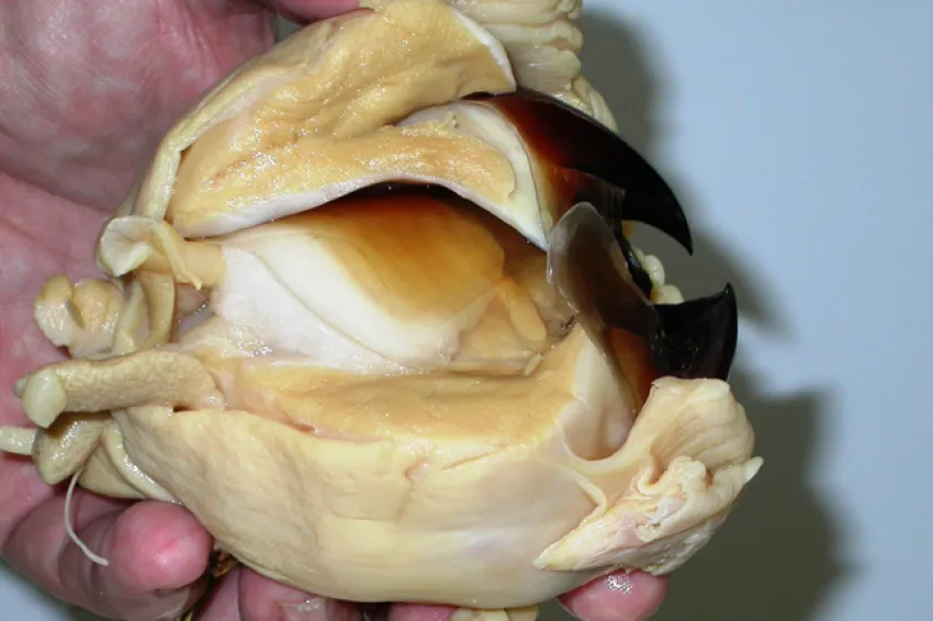 White muscle surrounds the dark brown beak of a giant squid.