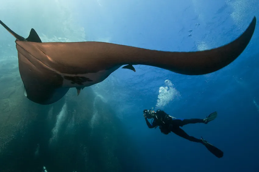 Giant Pacific Manta Ray, Roca Partida Sea Mount, Revillagigedos Islands, Mexico