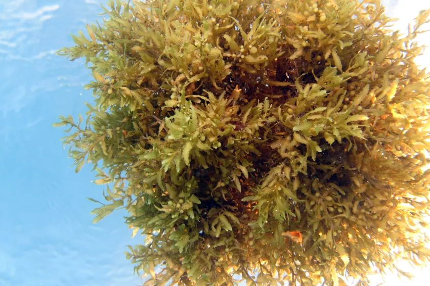 Sargassum forms dense clumps up to the size of a beach ball that slowly rotate as they drift.