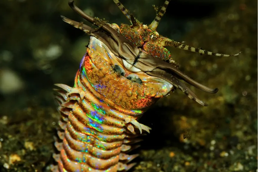 A couple inches wide and up to ten feet long, the bobbit worm stays hidden under tropical sands with just its five antennae poking out—waiting for prey to swim by.