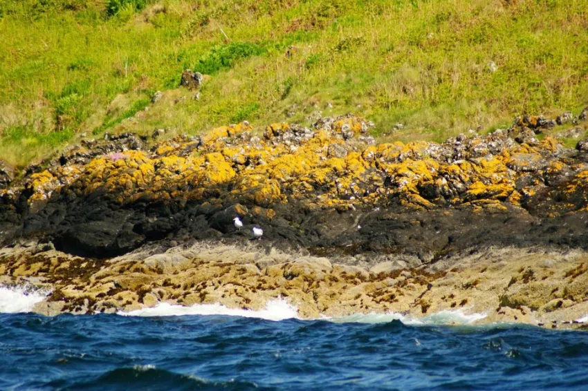 a shoreline with bands of color from the lichen