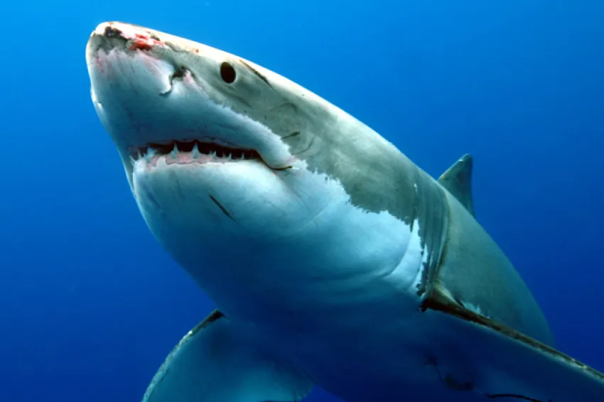 A great white shark in the waters of the coast of Guadelupe, Mexico.