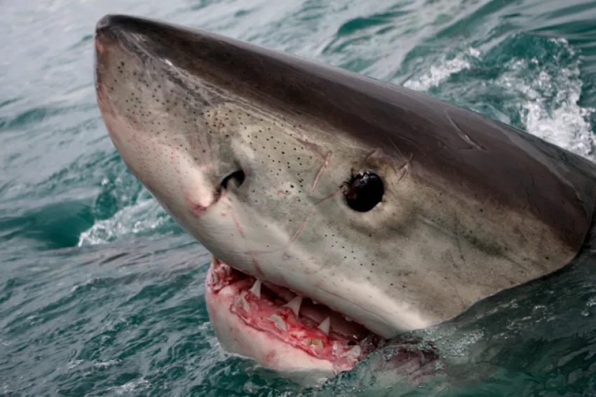 Great White Shark at sea surface – marvels of evolution.