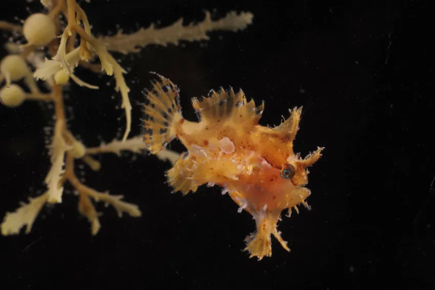 The fins of the frogfish are perfect for creeping around in the algae and stalking unsuspecting prey.