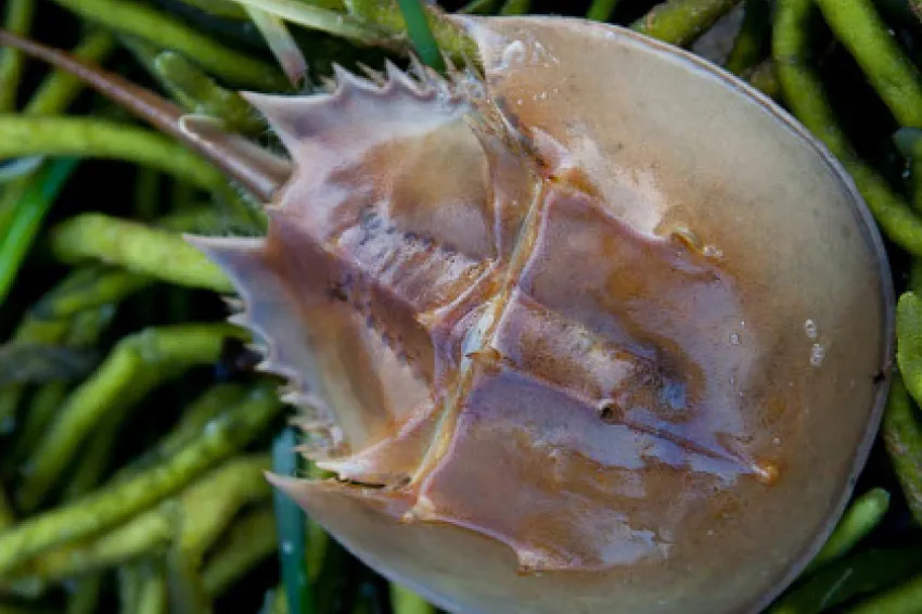 Horseshoe Crab in Stage Harbor, Massachusetts