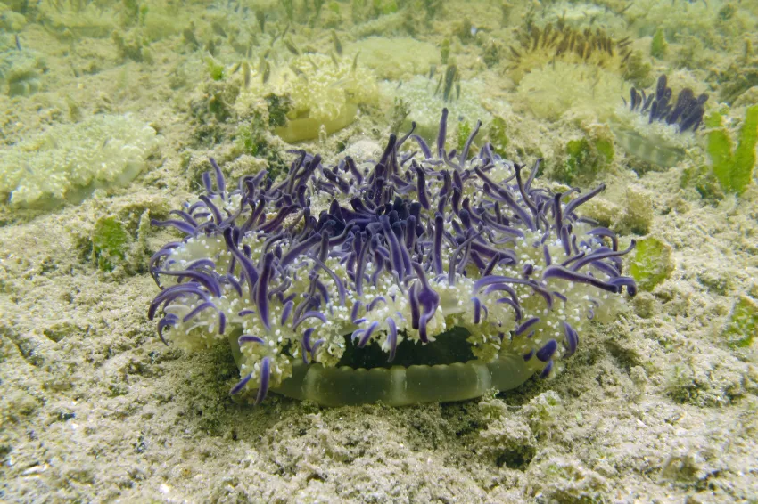 an upside down jellyfish