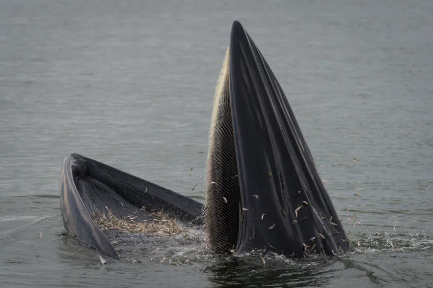 A Bryde's whale catches a meal