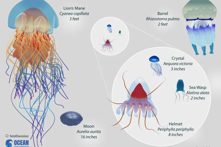 a comparison of multiple species of jellyfish