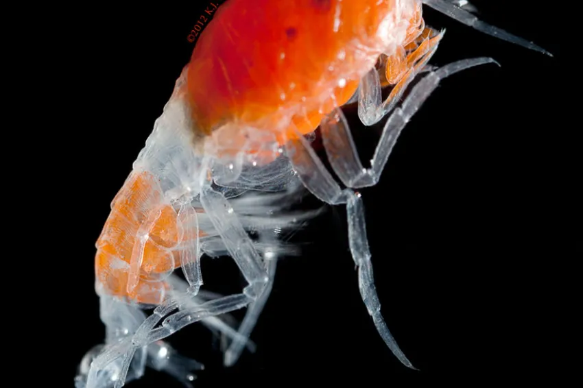 Small red hyperiid.