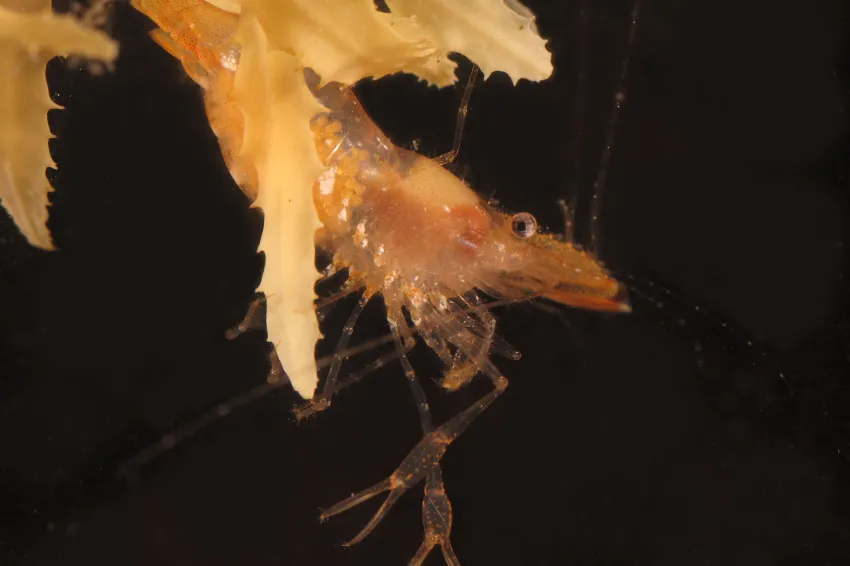 Brown grass shrimp on a floating piece of seaweed. 