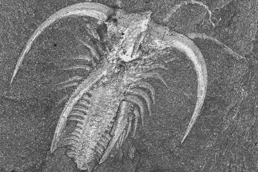 a fossil of an ancient arthropod