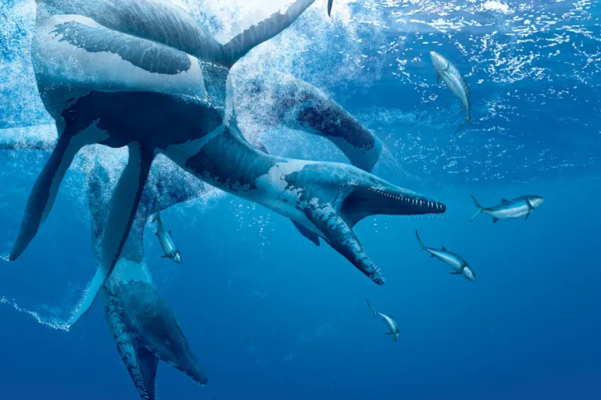 two plesiosaurs hunt