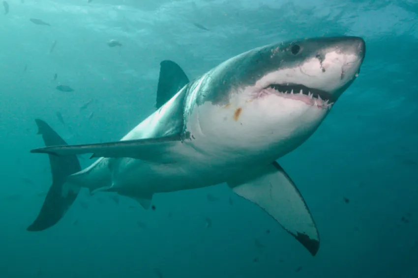 How Fast Can a Great White Shark Swim? Unveiling the Speed