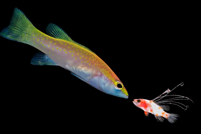 Larvae sea bass looking at the adult version of itself with a black background.