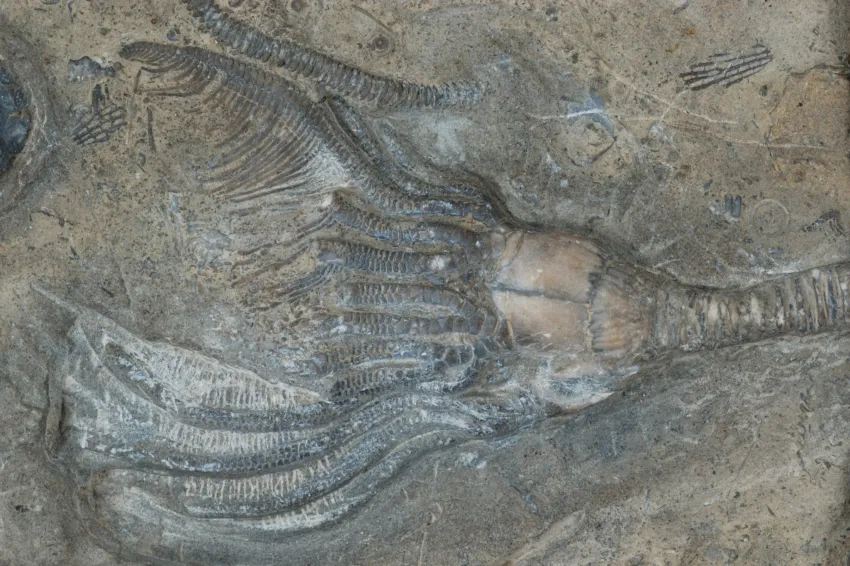 a fringed fossil feather star