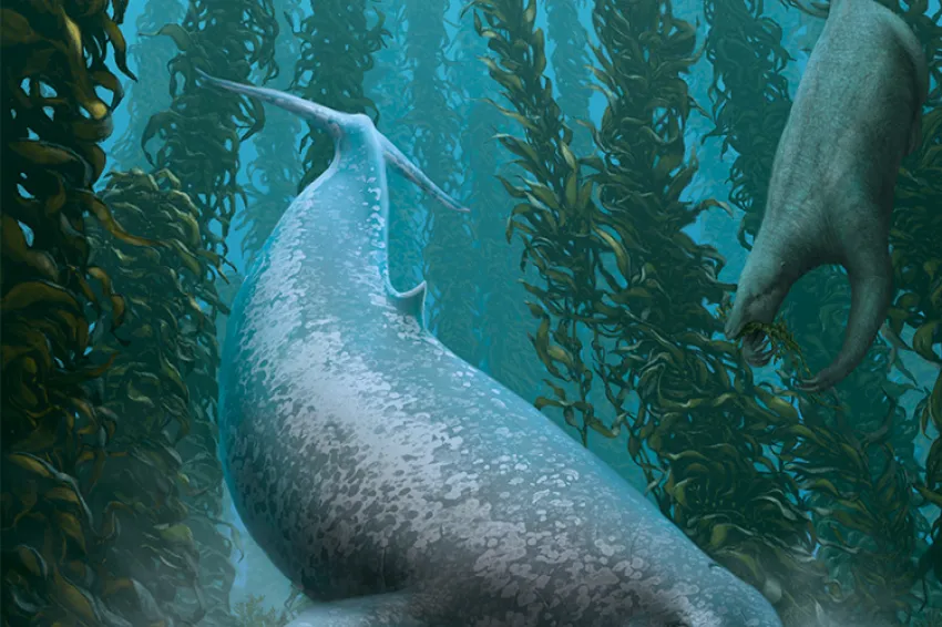 an ancient whale scavenges in a kelp forest
