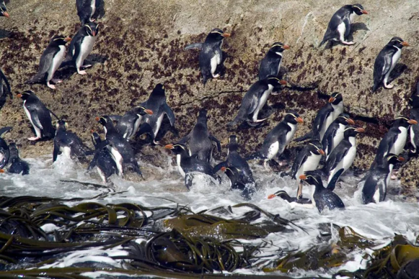 The New Zealand Sub-Antarctic Islands site was inscribed on the World Heritage List in 1998. The islands are particularly notable for the abundance and diversity of nesting pelagic seabirds and penguins (including macaroni penguins, Eudyptes chrysolophus,