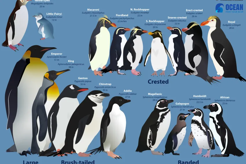 a graphic with every penguin species