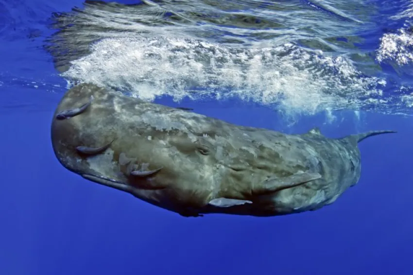 Side view of a large sperm whale swimming at the surface of the ocean.