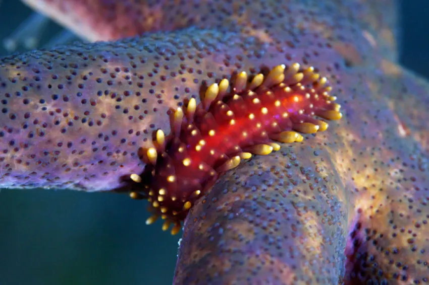Colorful scaleworm on a seastar Colorful scaleworm on a seastar
