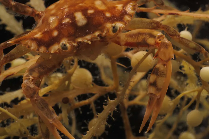 Adult Swimming Crab A juvenile swimming crab sits on a bed of sargassum seaweed.