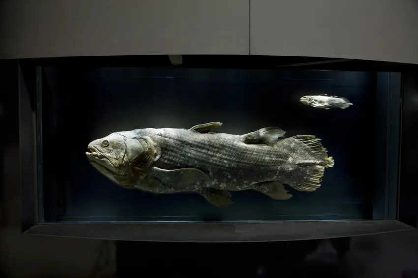 an adult and baby coelacanth specimens on display