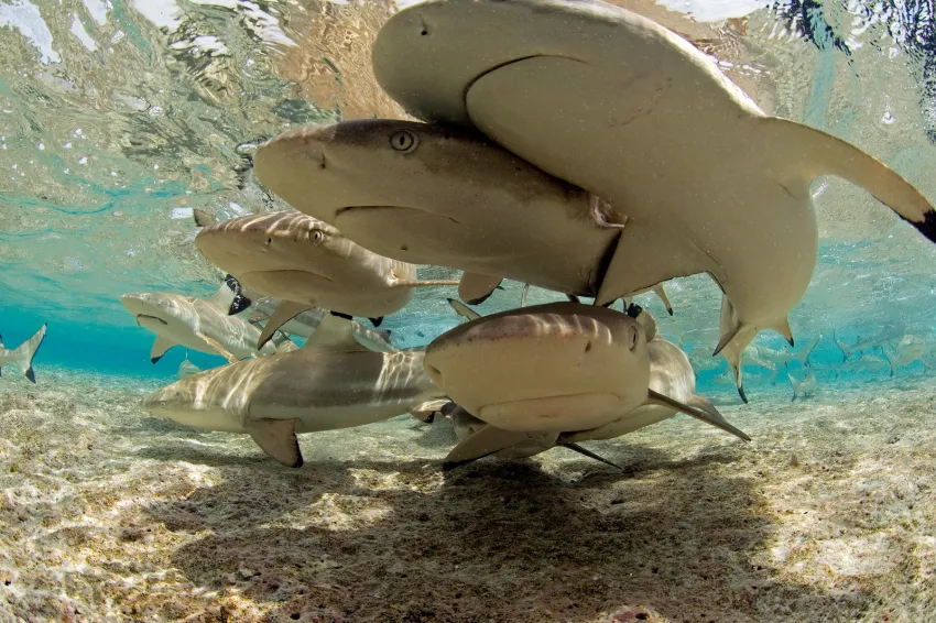An underwater photo of sharks