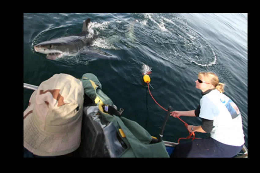 Alison Kock tags a shark A researcher leans off of a boat to tag a great white shark.