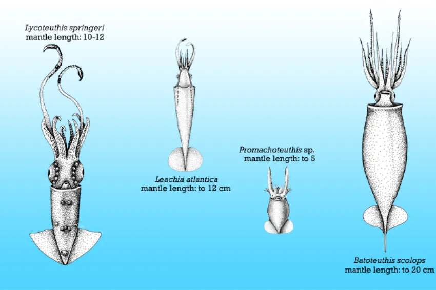 What is the Largest Squid? A Squid Size Comparison Chart | Smithsonian