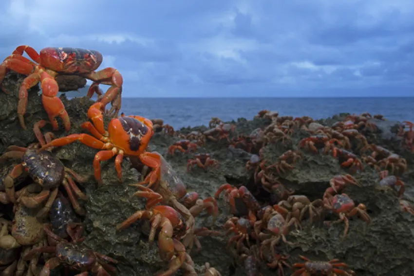 “The largest land migration of any animal on Earth, as many as 120 million crabs carpet the island in red as they move from the rain forest to the coast.” -- Nature's Best photographer, Stephen Belcher.Equipment Used to Capture the Shot: Canon EOS-1D