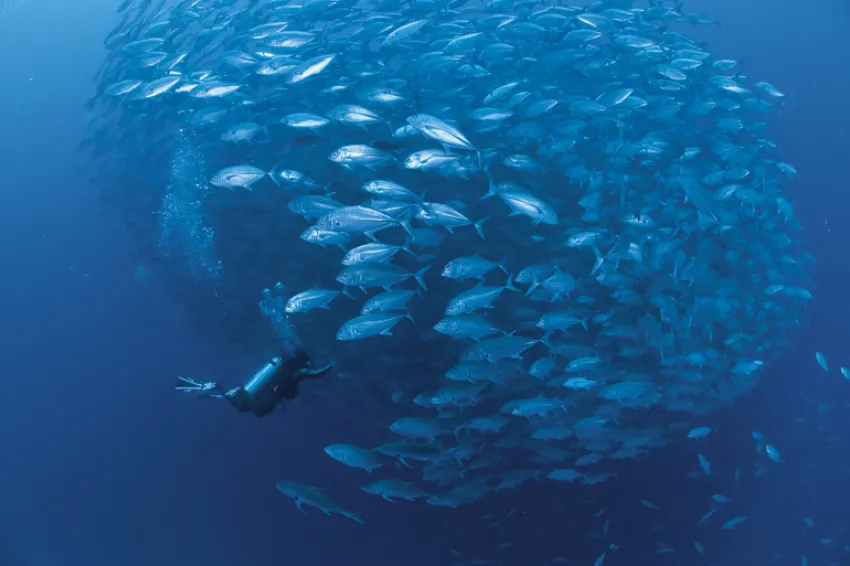 An underwater photo of a school of jacks and a scuba diver
