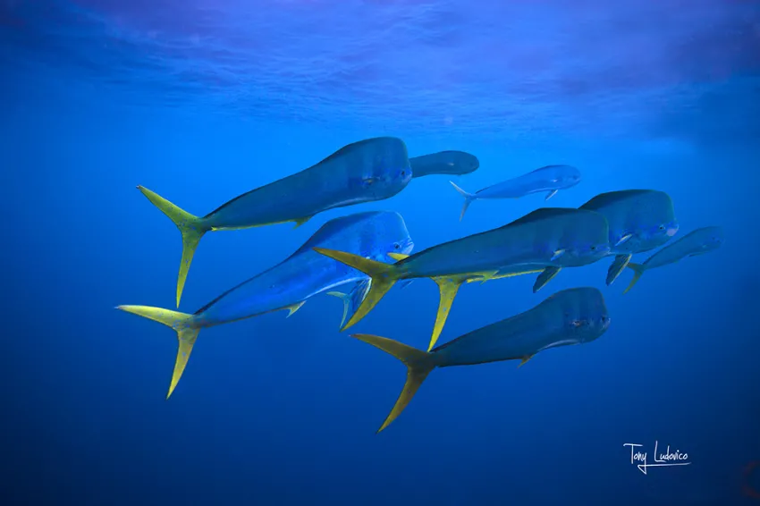 A school of mahi mahi.