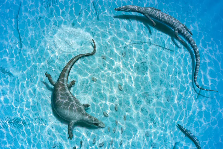 several marine reptiles swim in the shallows